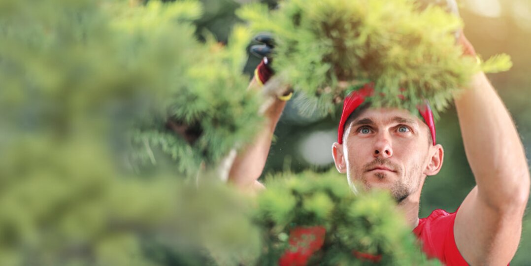 Ogrodnik przycinający krzewy